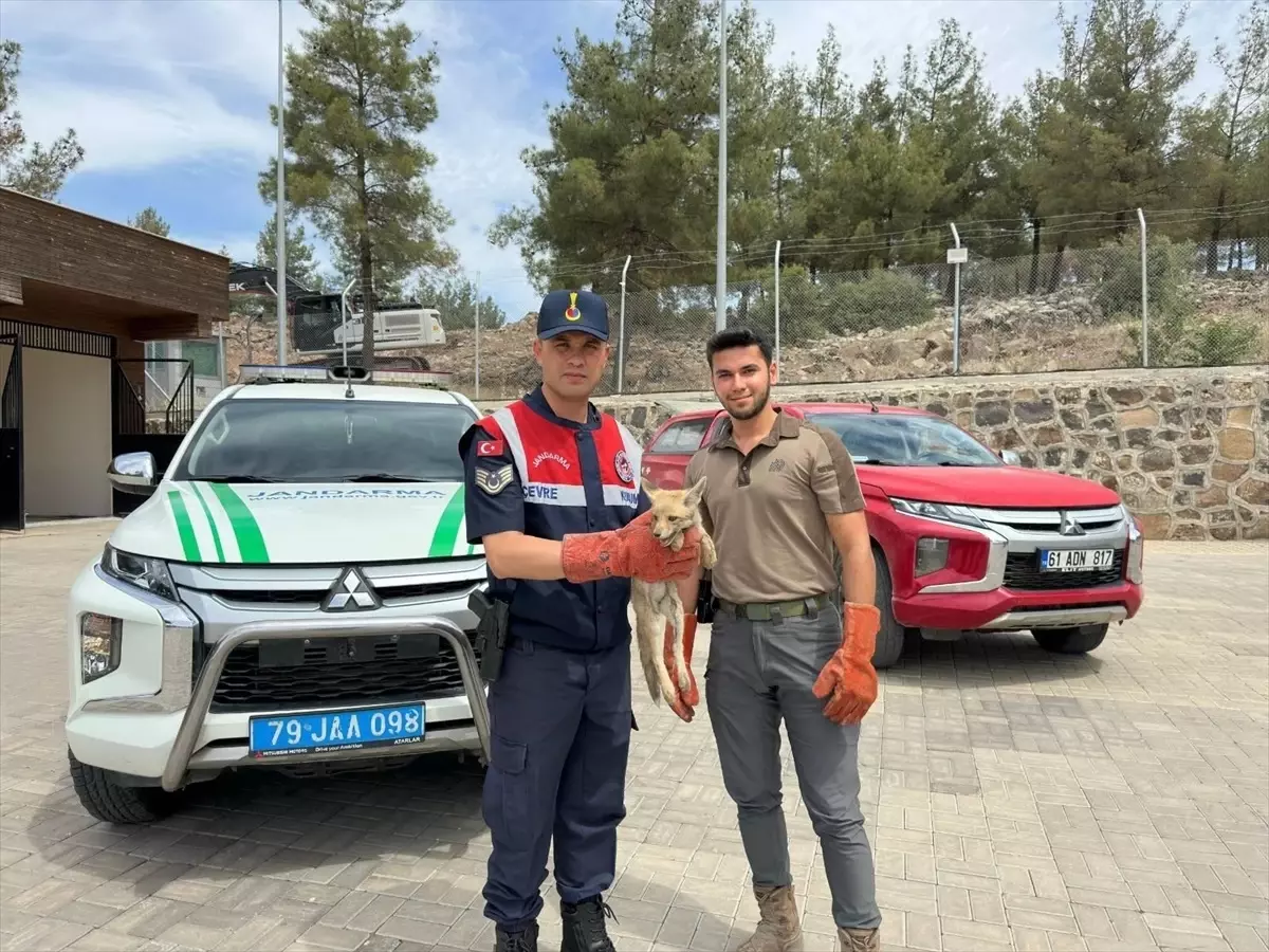 Yaralı Tilki Jandarma Tarafından Kurtarıldı