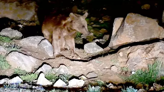 Sarıkamış'ta Bozayı Çöp Konteynerinde Görüntülendi