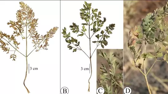 Yeni Anason Türü Keşfedildi