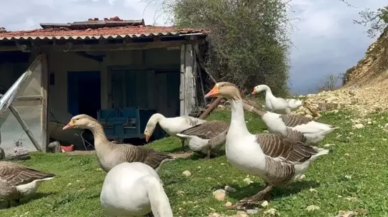 Kars'ta Kaz Tüyü İşiyle Büyüyen Ufuk Güner