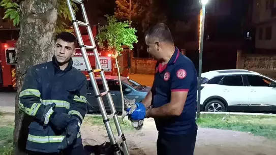 Ağaçta Mahsur Kalan Yavru Kedi Kurtarıldı