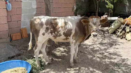 9 Ay Sonra Bulundu: Kayıp Buzağı Sahibine Teslim Edildi