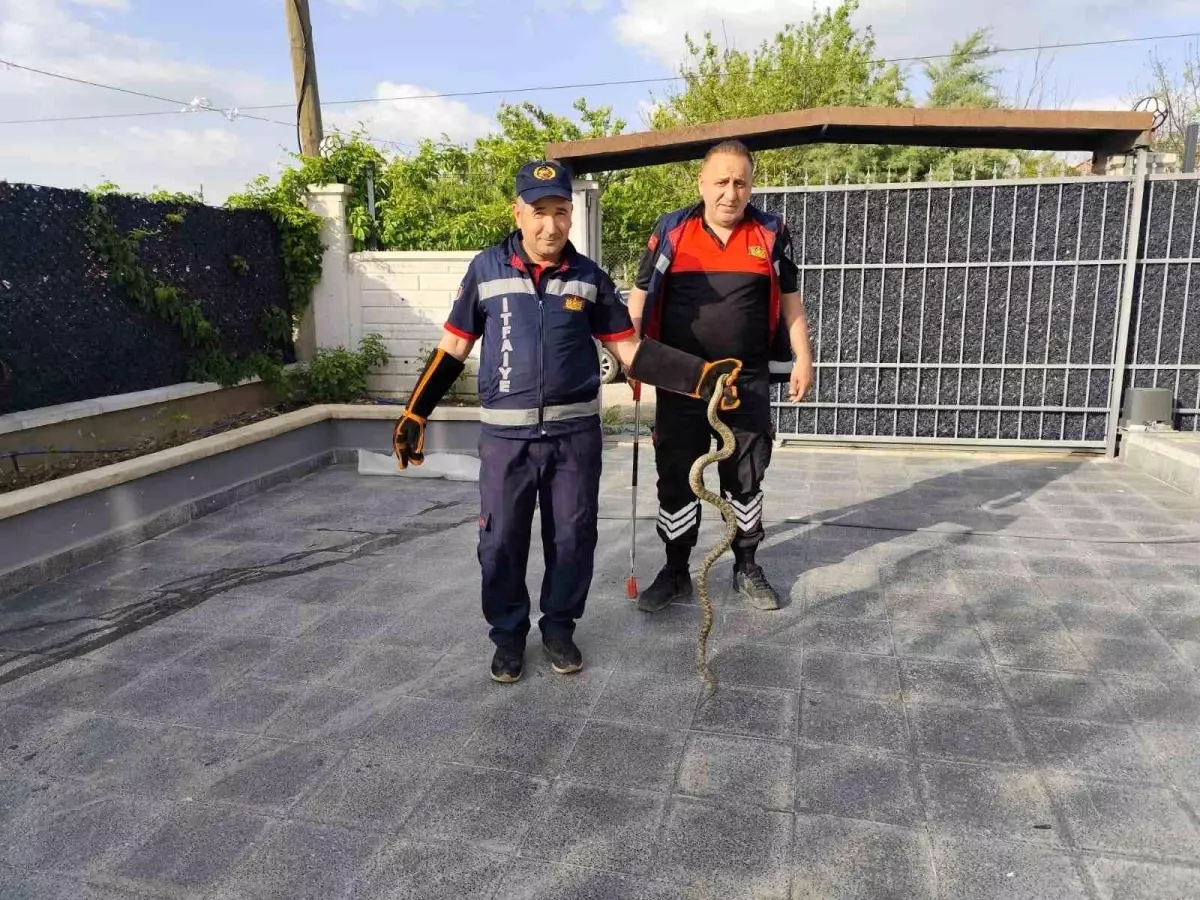 Çorum'da Yılan Panik Yaratmadı, İtfaiye Ekibi Tarafından Kurtarıldı