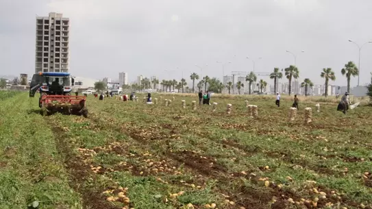 Patates Rekoltesi Don Nedeniyle Düştü