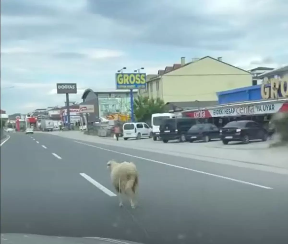 Kaçan Koyun Trafiği Felç Etti