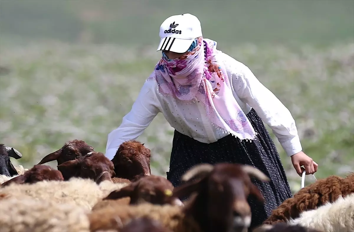 Köye Dönerek Hayvancılıkla Başarıyı Yakaladılar