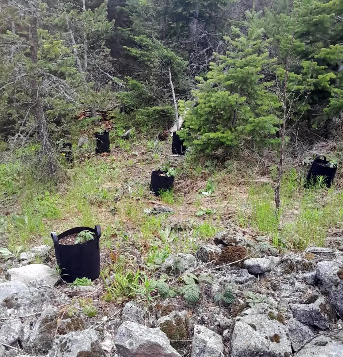 Bolu'da Kenevir Sularken Yakalandı