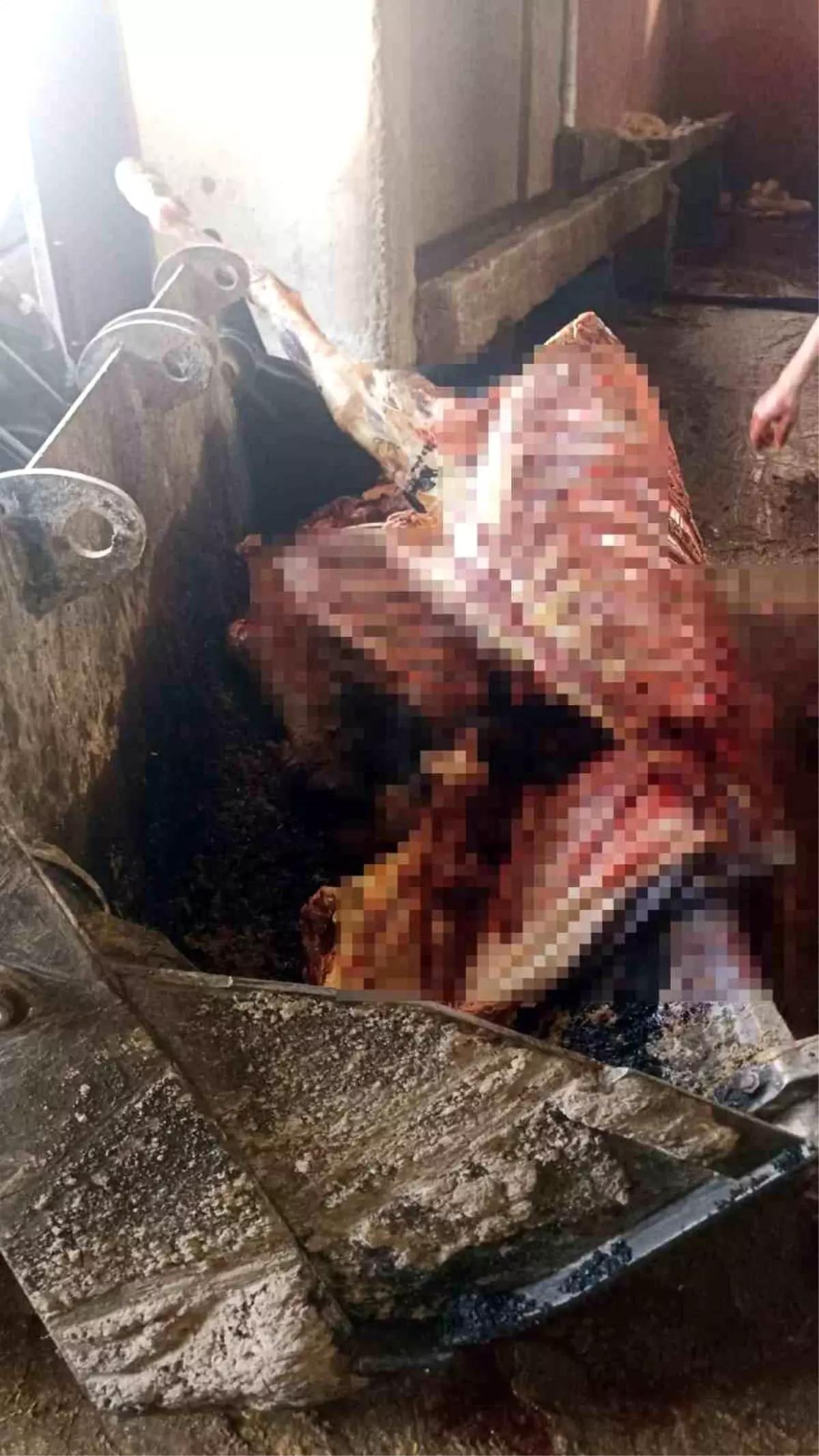 Adana'da 2,5 ton at eti ele geçirildi