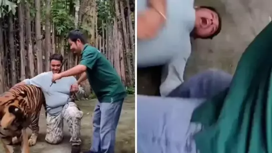Selfie çekmek istediği kaplanın saldırısına uğrayan adam ağır yaralandı