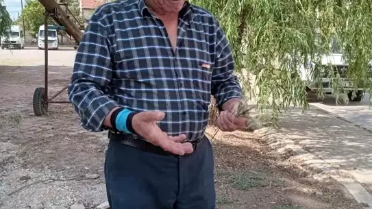 Mihalıççık'ta Zirai Don Zararları
