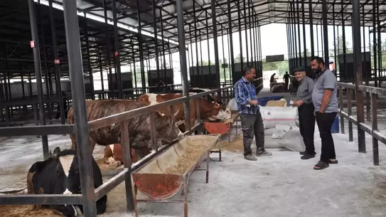 Kütahya'da Canlı Hayvan Pazarı Açıldı