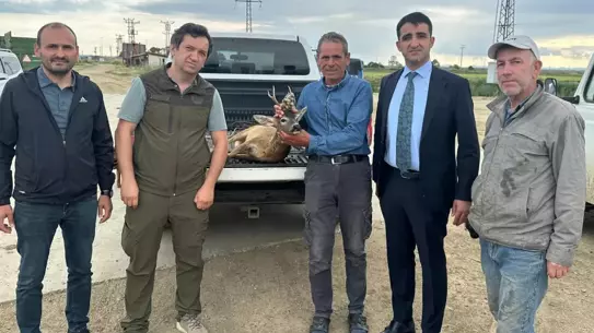 İpsala'da Kurtarılan Karaca Tedavi Altında