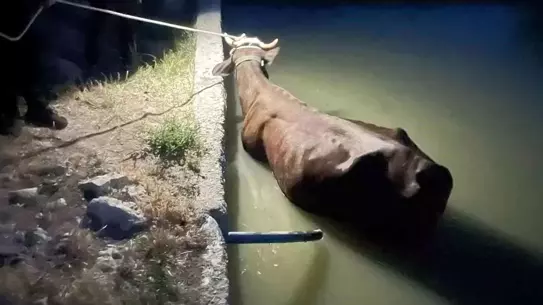 İneğin Havuzda Kurtarılması