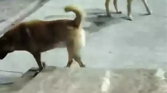 İskenderun'da Sokak Köpekleri Kediyi Telef Etti
