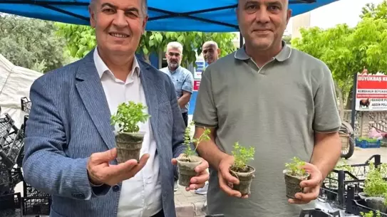 Buharkent'te Fesleğen Dağıtımına Yoğun İlgi