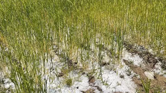 Aksaray'da Dolu Tarım Arazilerine Zarar Verdi