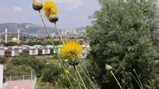 Tülüşah Çiçeği Kuşadası'nda Çiçek Açtı