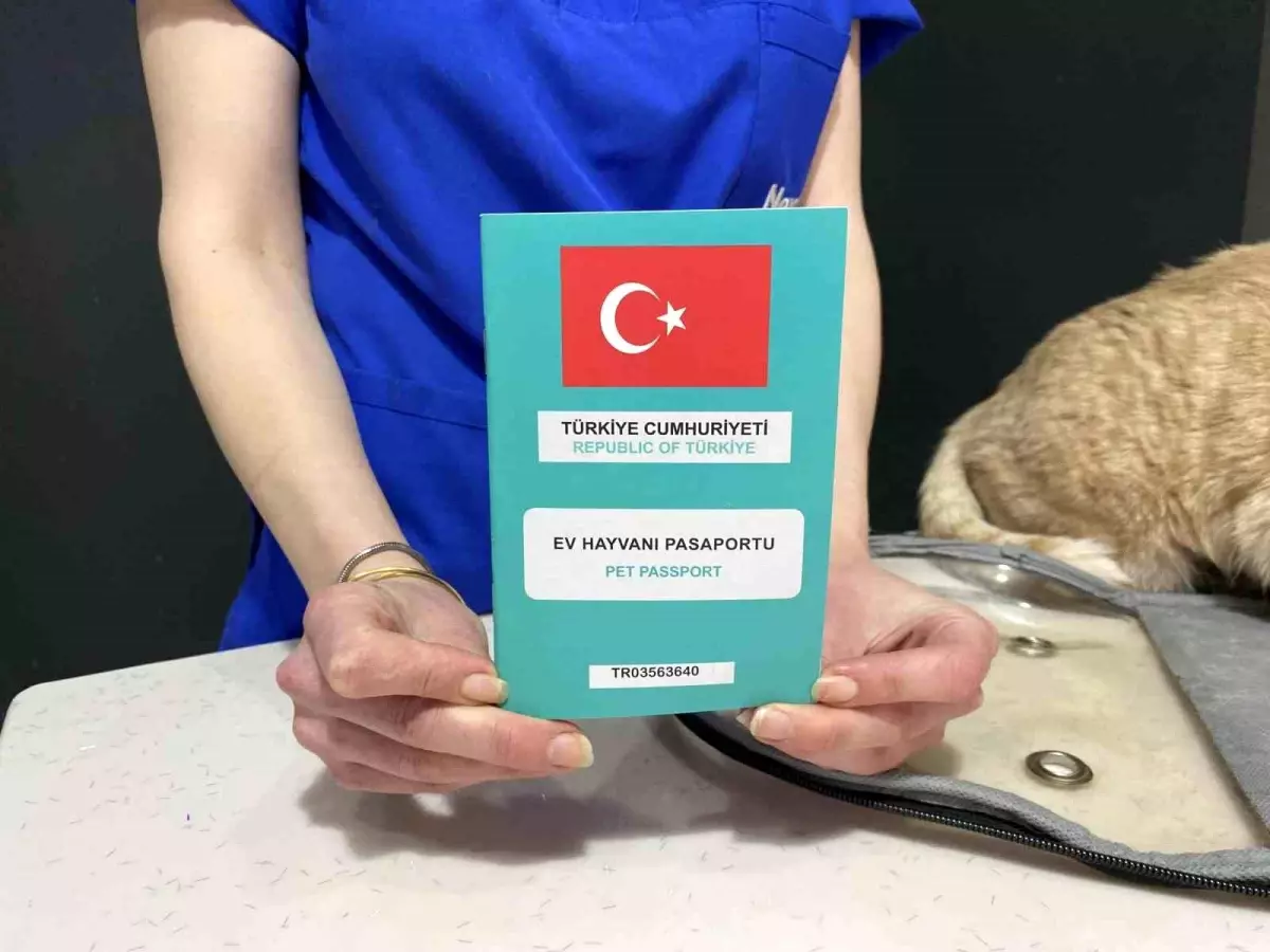 Bayramda Evcil Hayvan Seyahat İpuçları