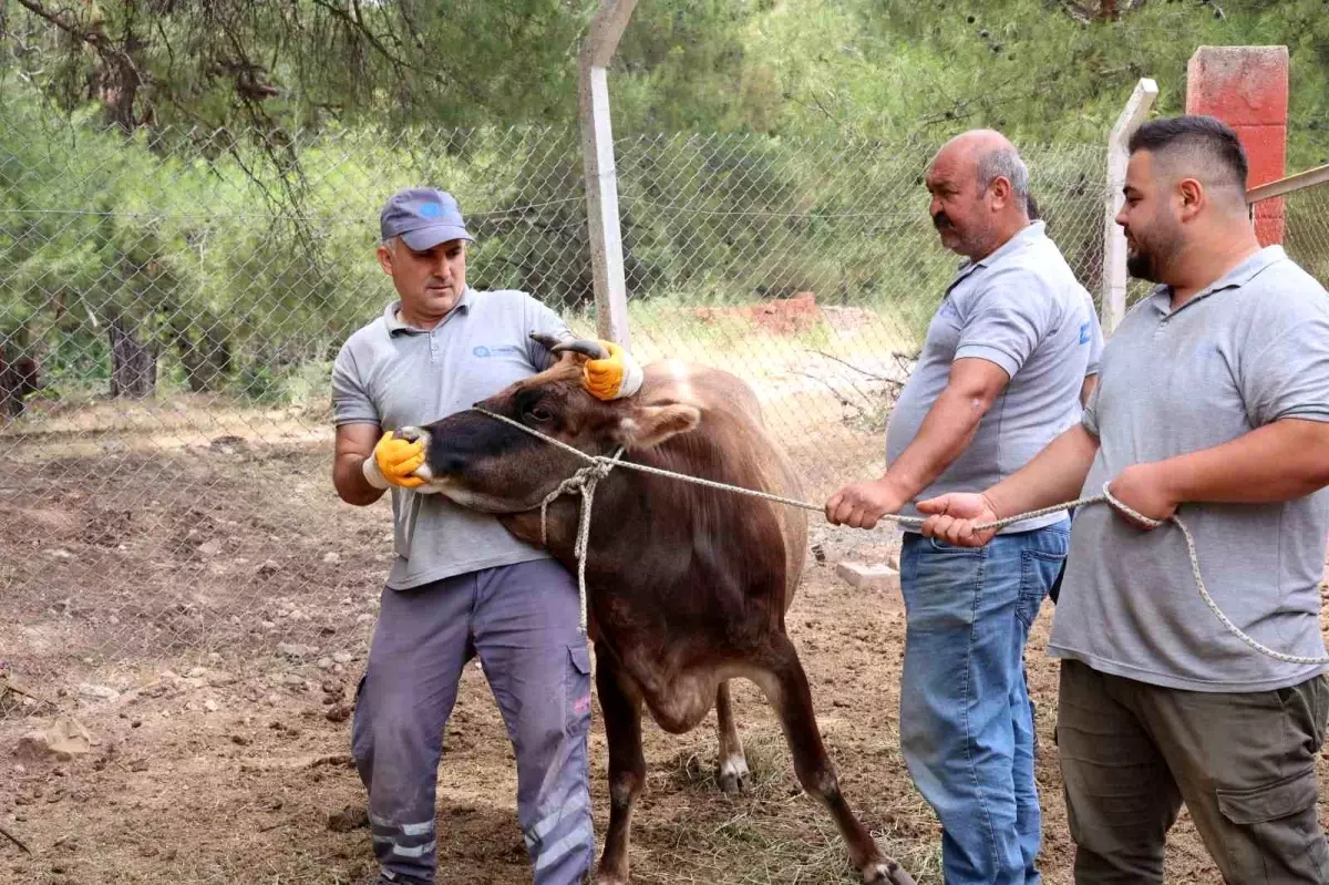 Antalya Büyükşehir Belediyesi Kurban Bayramı Hazırlıklarını Tamamladı