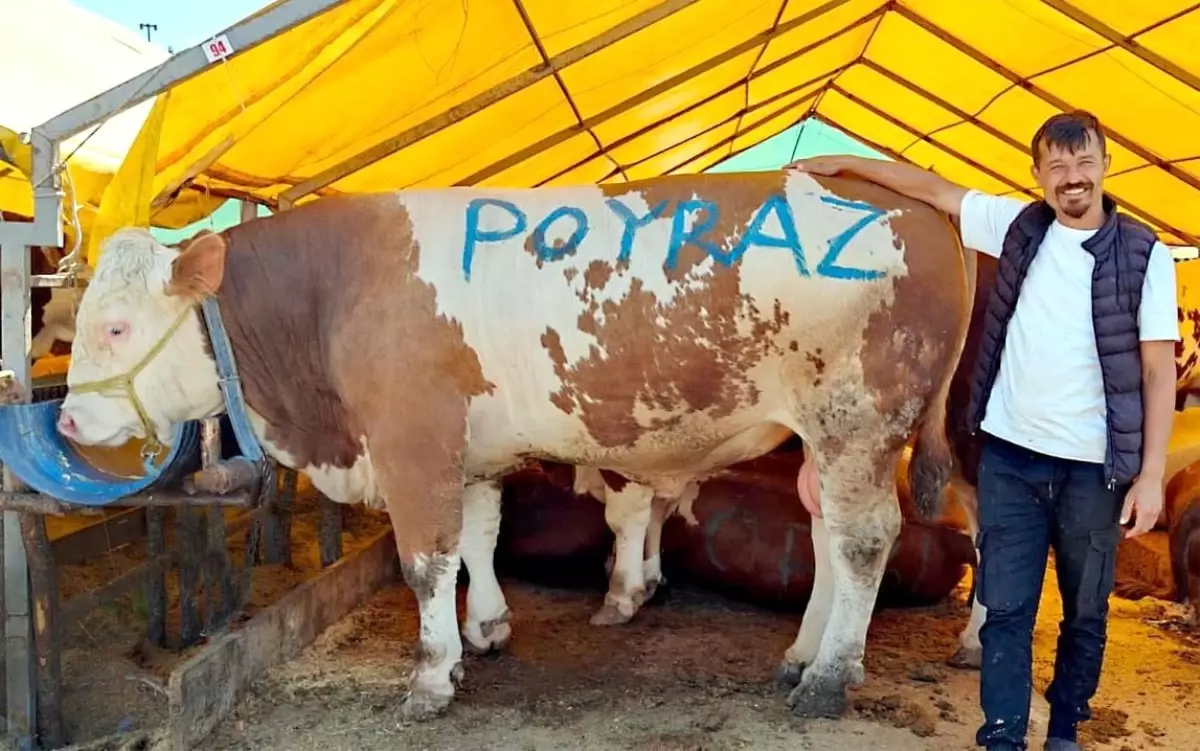 Bahçelievler'de Modern Kurban Pazarı Rekorlarla Açıldı