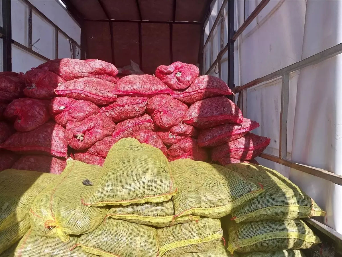 Sakarya'da 5,4 Ton Kaçak Midye Ele Geçirildi