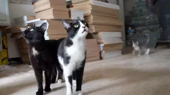 Kediler Köpeğe Saldırdı
