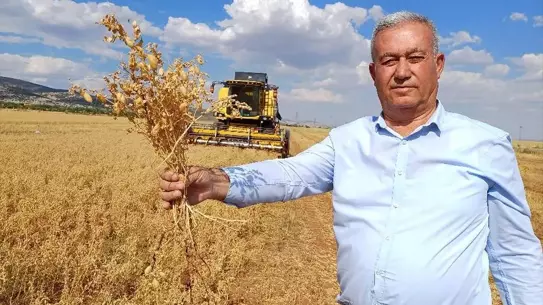 Araban'da Nohut Hasadı Başladı