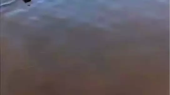 Yunus, Duyarlı Vatandaşlar Tarafından Kurtarıldı