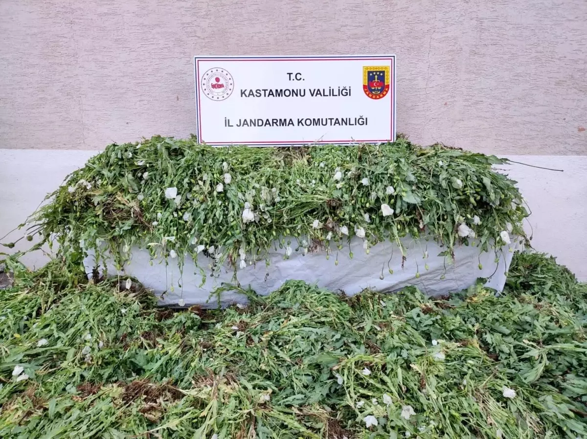 Kastamonu'da 120 Bin Haşhaş Bitkisi Ele Geçirildi
