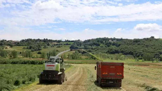 Kocaeli'de Çiftçilere Yüzde 50 Hibeli Süt Otu Tohumu Desteği