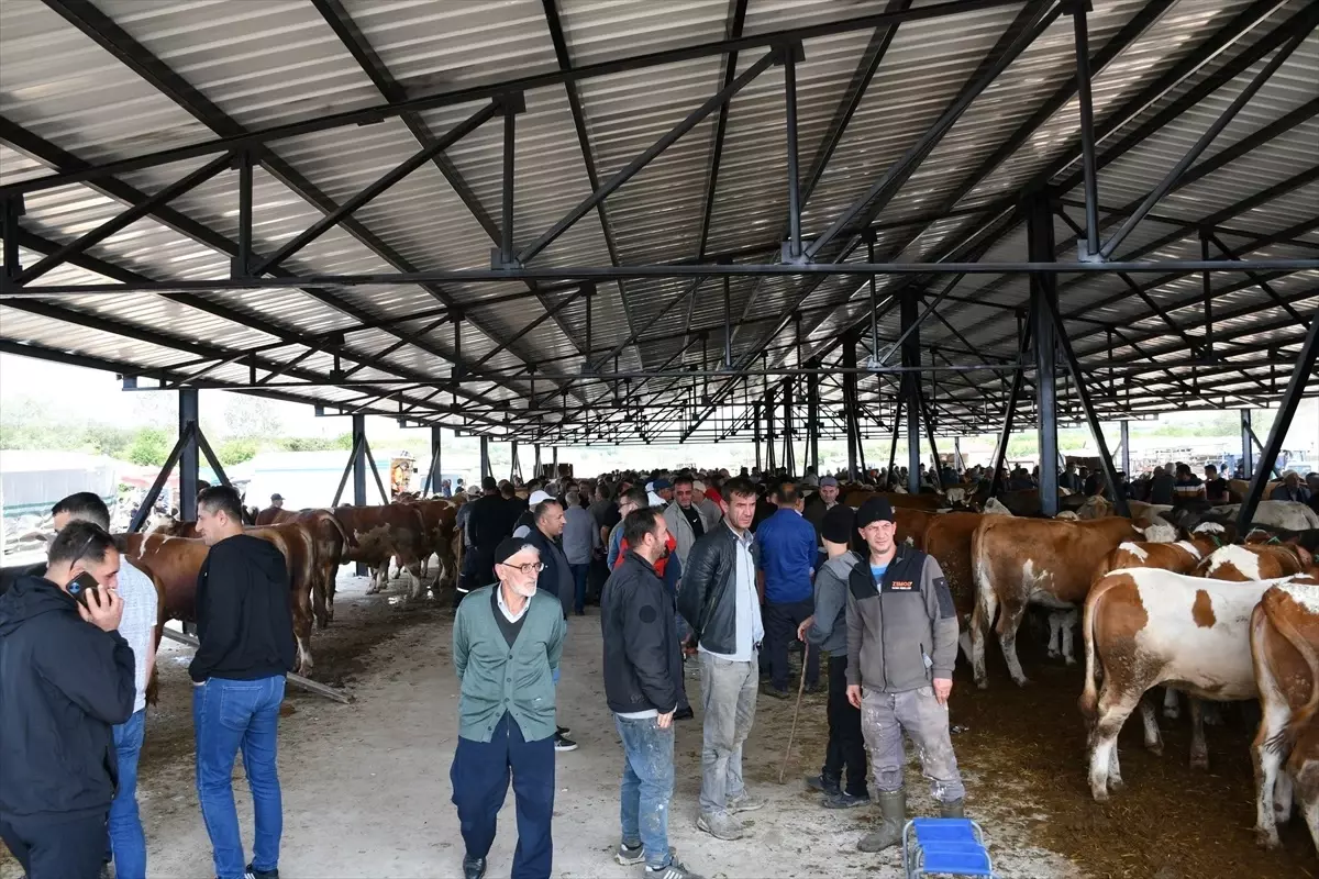 Ladik'te Kapalı Hayvan Pazarı Açıldı