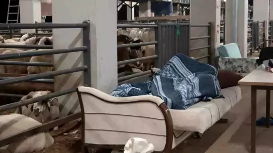 Bursa'da Kurbanlıklarla Nöbet Tutuluyor