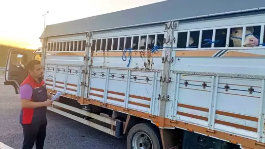 Çanakkale'de Kurban Hayvan Denetimleri Sürüyor