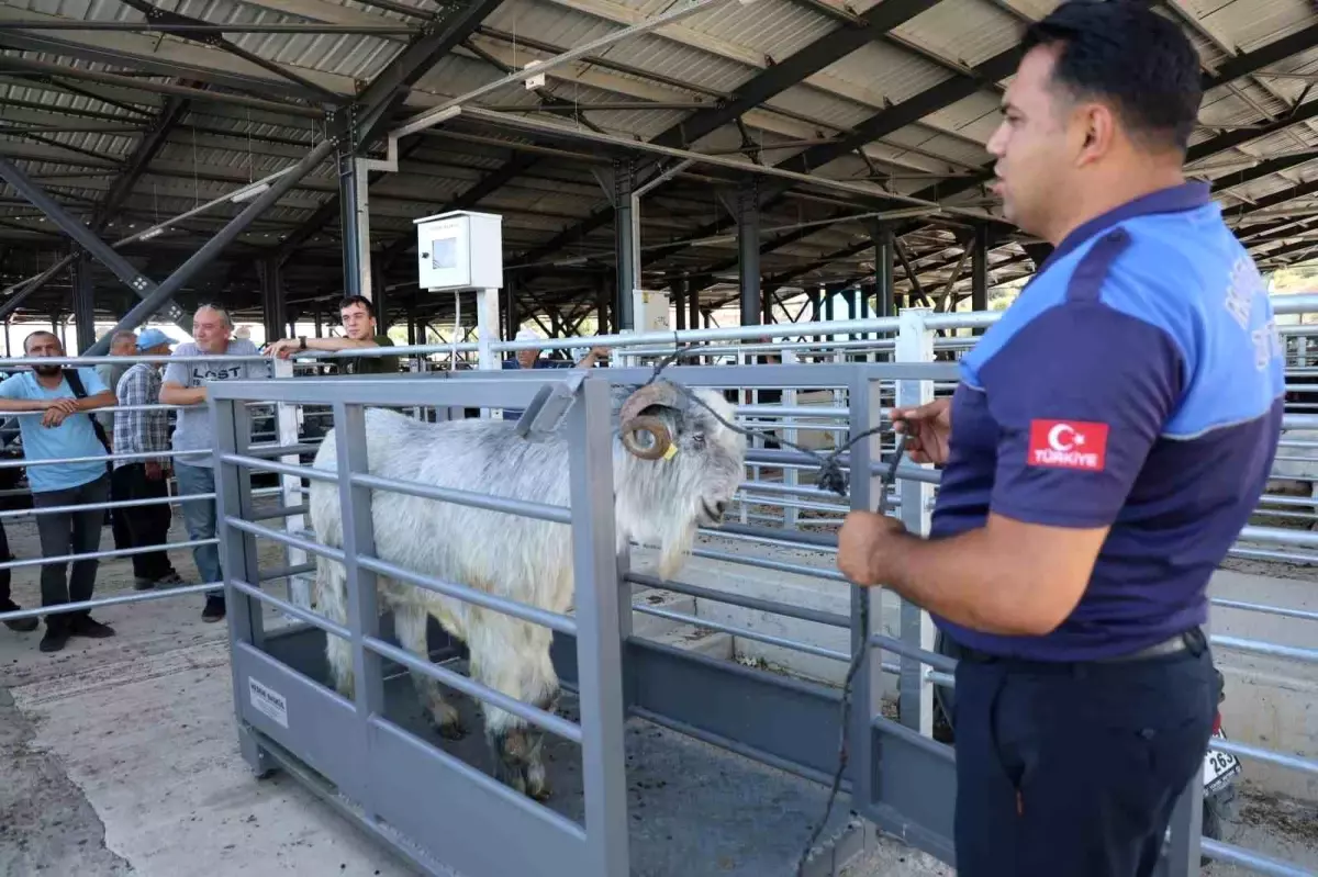Adana'da Kurban Bayramı Hareketliliği