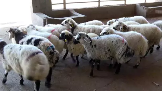 Kurban Kesiminde Dikkat Edilecekler