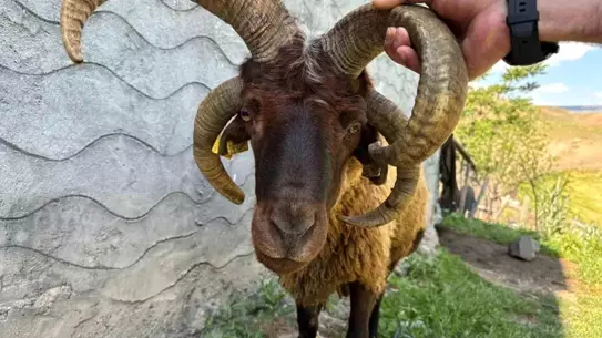 Kağızman'da 4 Boynuzlu Koç Yeni Sahibini Buldu