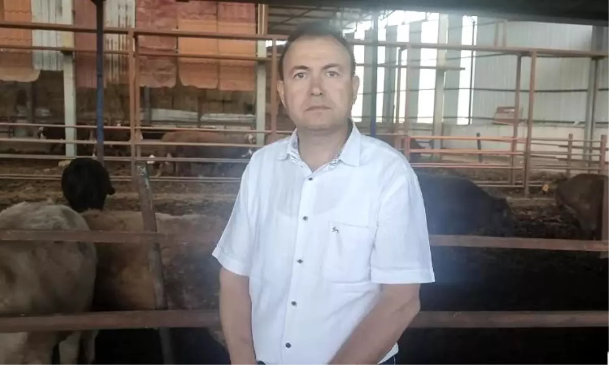 Kurbanlık Dana Saldırısı: İş Adamı Hayatını Kaybetti