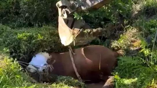 Kaçan boğa çukura düştü, iş makinesiyle kurtarıldı