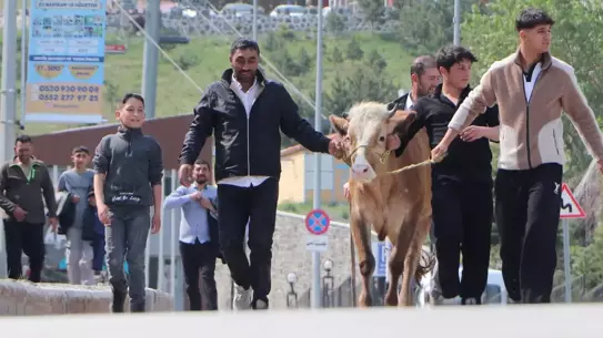 Erzurum'da Kurbanlık Kaçışları: Yakalama Timi devrede