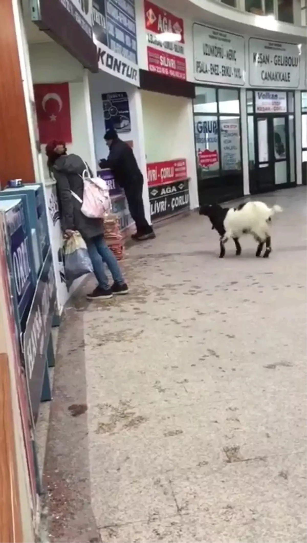 Kurban Bayramı'nda Keçinin Paralı İntikamı