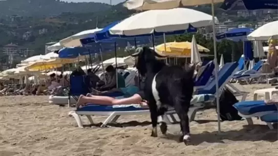 Kurbanlık Keçi Kleopatra Plajı'nda