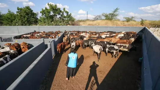 Mozambik'te Kurban Hazırlıkları