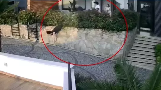 Komşu Tartışması Dramatik Şekilde Sonuçlandı