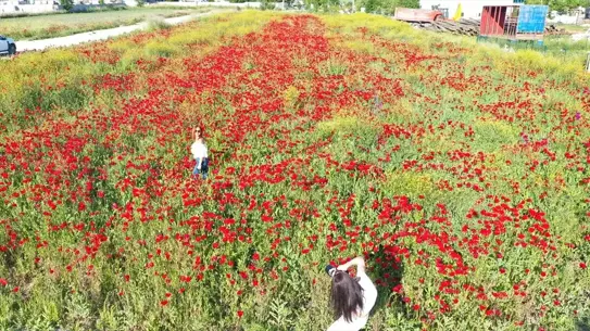Bolu'da Gelincik Çiçekleri Görsel Şölen Sunuyor
