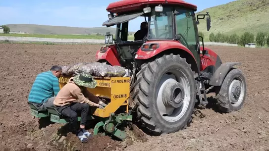 Mor Patatesle Tarımda Yeni Bir Dönem