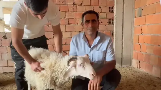 Kurbanlık Koç İnşaatın Üstüne Çıktı