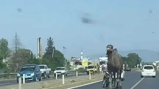 Deve Trafiği Felç Etti
