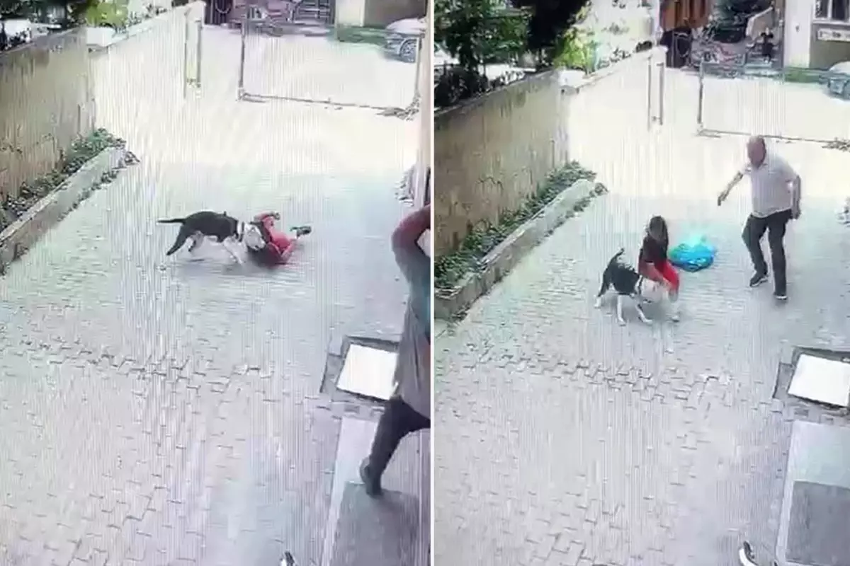 Pitbull, sokakta oynayan çocuğa saldırdı
