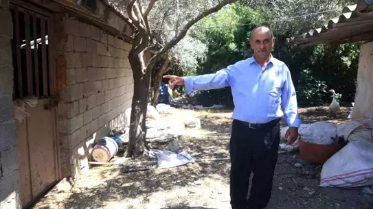 Boğa Kaçtı, Trafik Karıştı