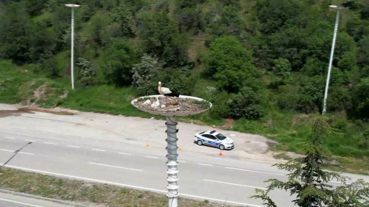 Kızılcahamam'da Yavru Leylekler Dünyaya Gözlerini Açtı
